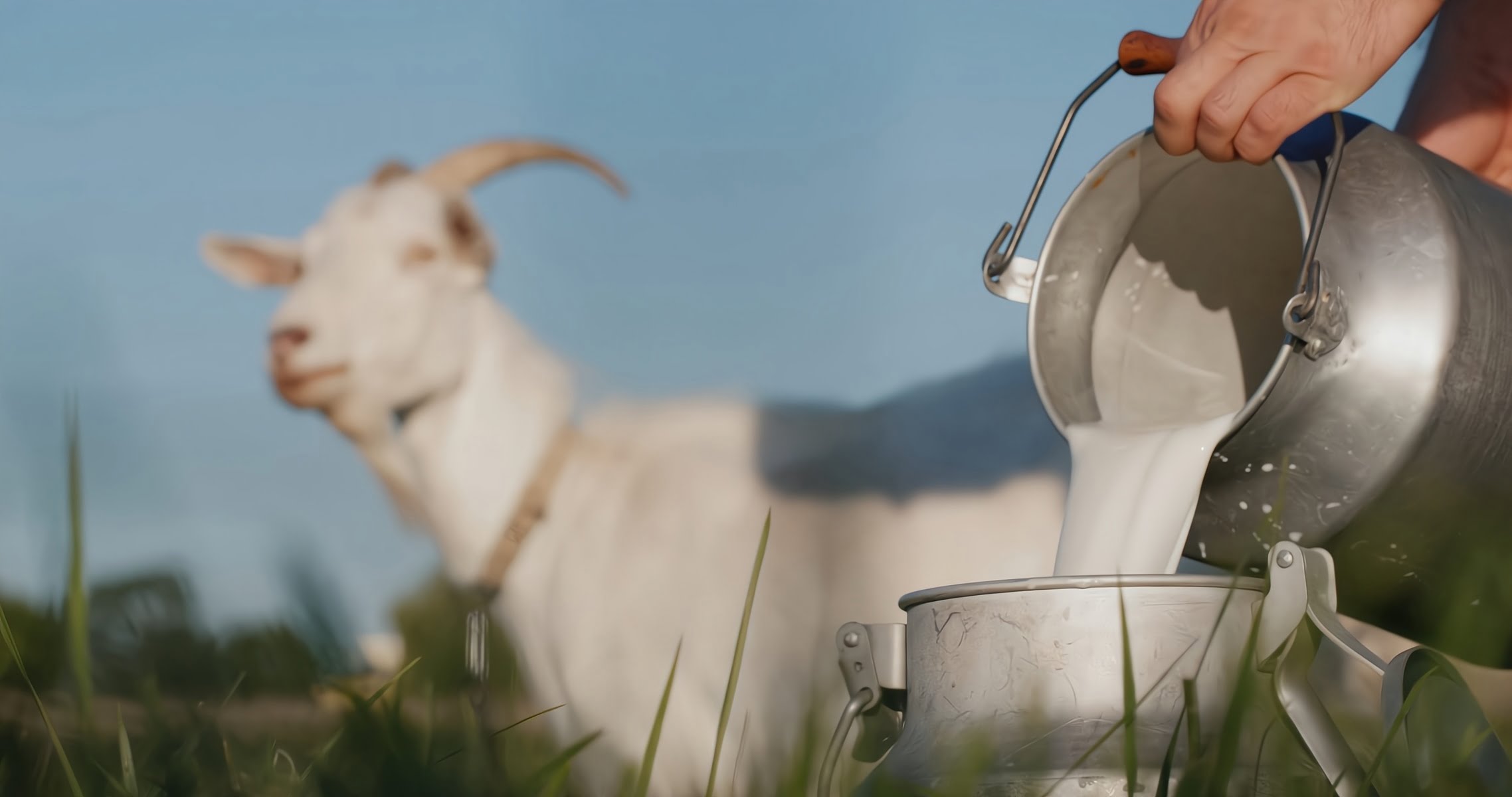 cómo procesar la leche de cabra